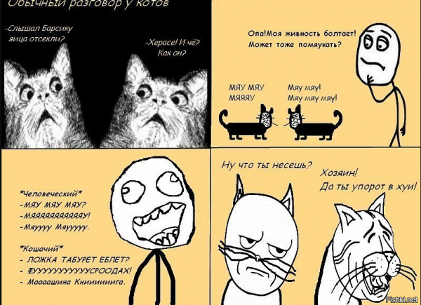 Прикольные мемы про котов