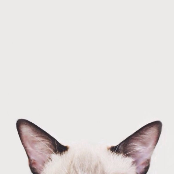 Котик Мур Мур