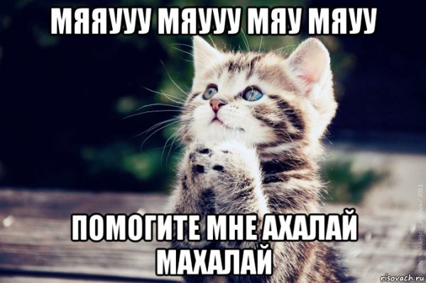 Кот мяу Мем