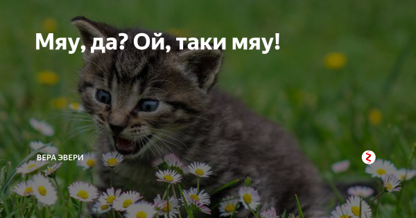Эффект мяу мяу