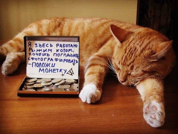 Котики на работе прикол