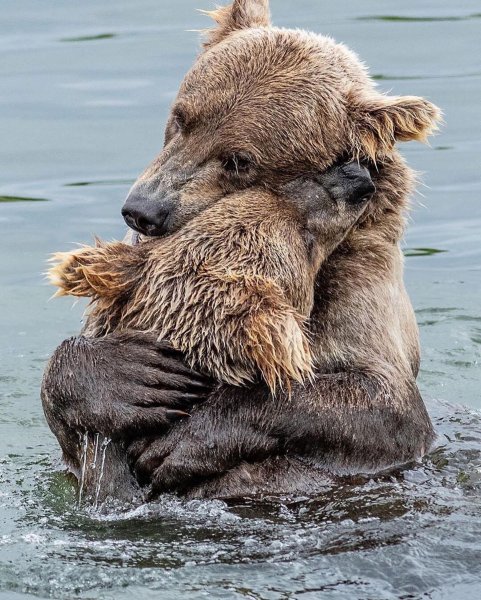Обнимашки животных
