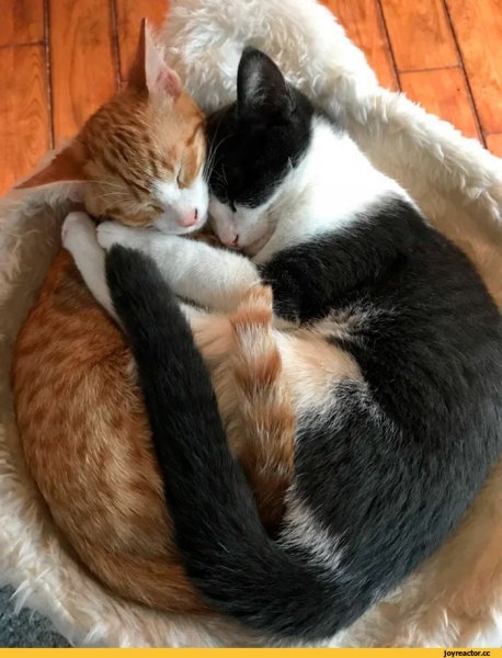 Две кошечки обнимаются