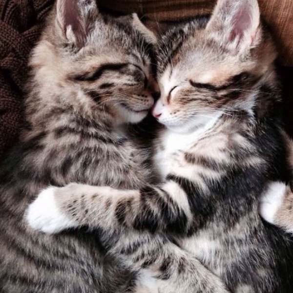 Котята любовь