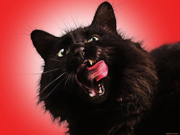 Черный кот облизывается