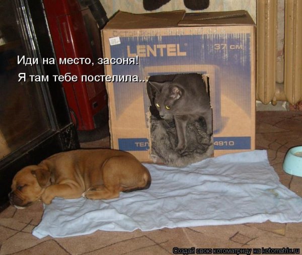 Прикольные картинки про засонь