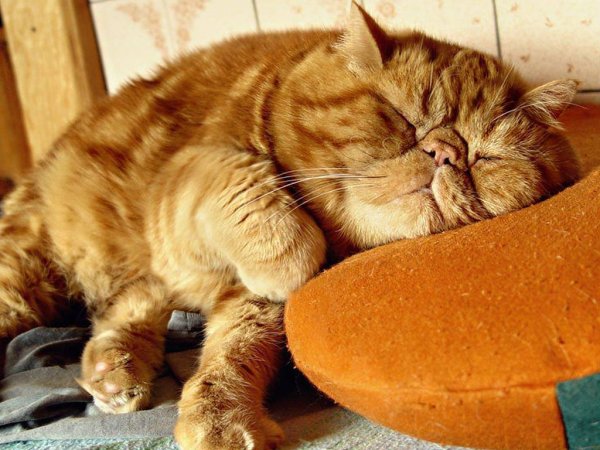 Спящий котик с надписью