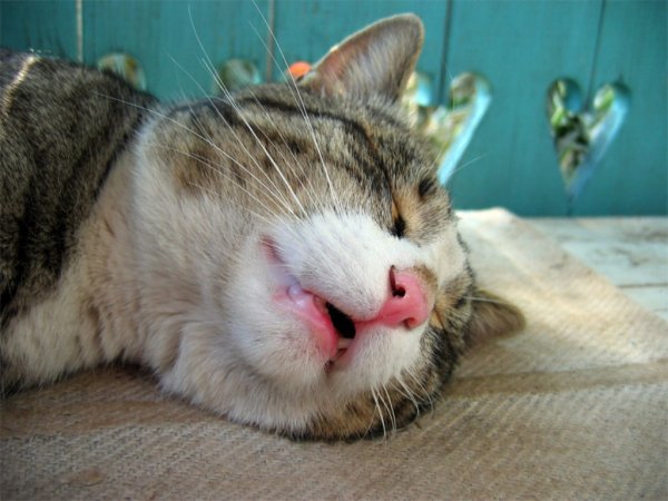 Кот Засоня