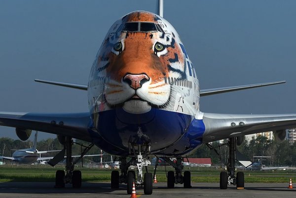 Боинг 747 Трансаэро тигр