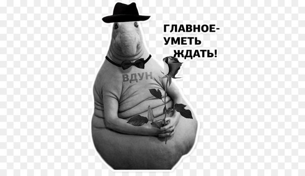 Приколы со ждуном