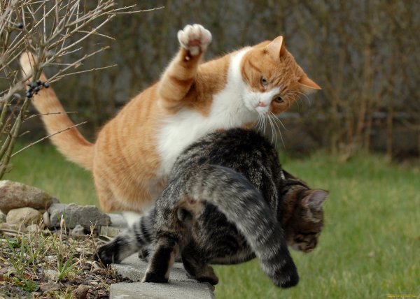 Котята поют