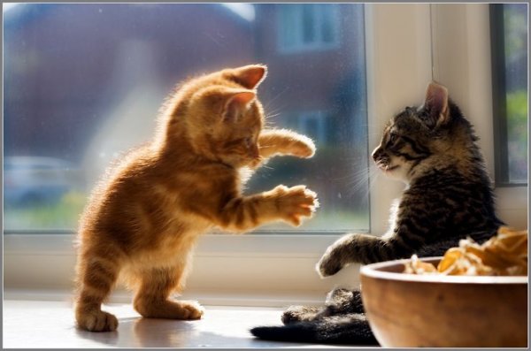 Котики мы