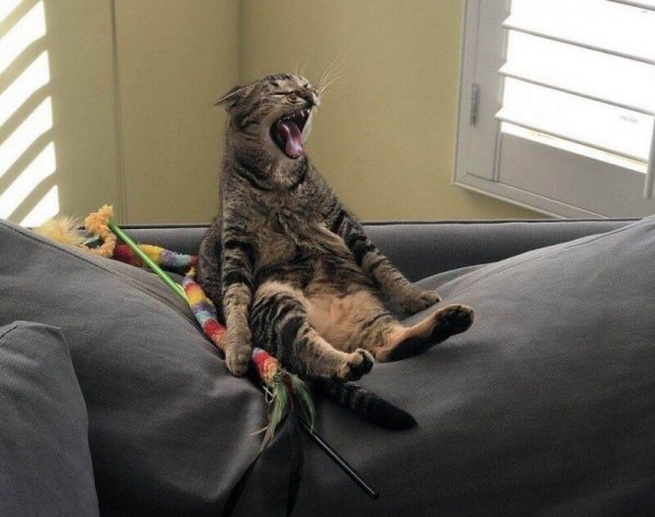 Котята с надписями