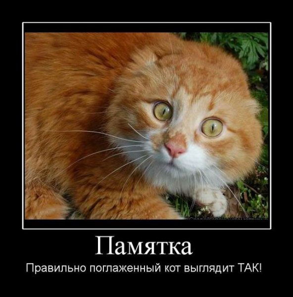 Наглая рыжая морда с надписями