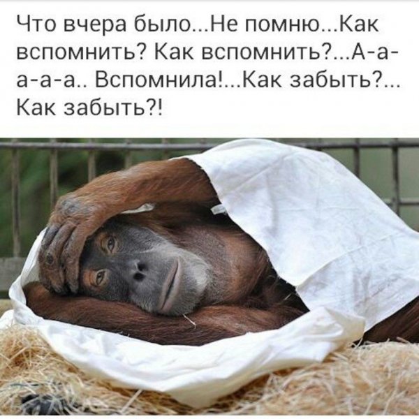 Доброе утро птички смешные