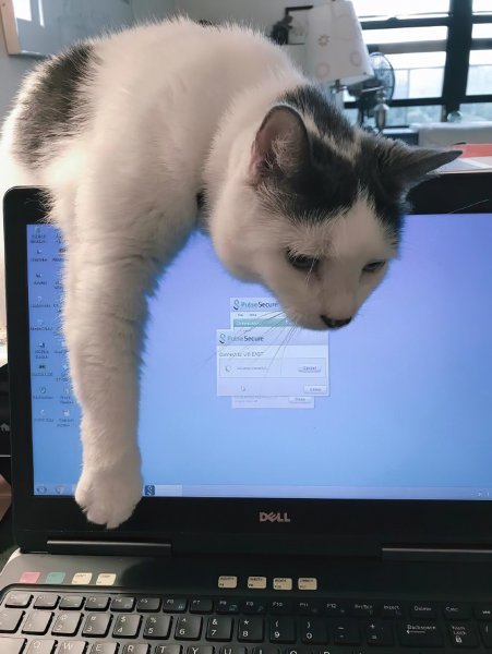 Уставший кот