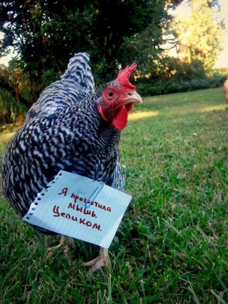 Курица прикол