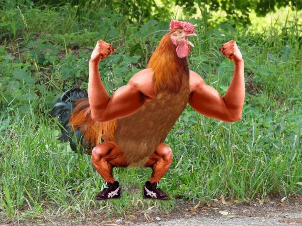 Человек петух