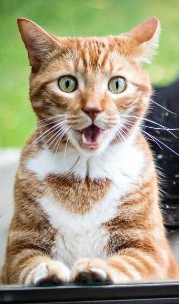 Смешные морды котов