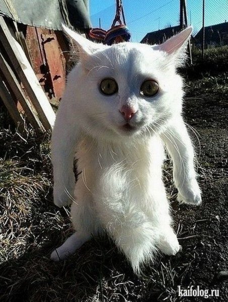 Ты че Бессмертный
