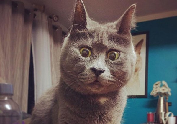 Кот удивляется