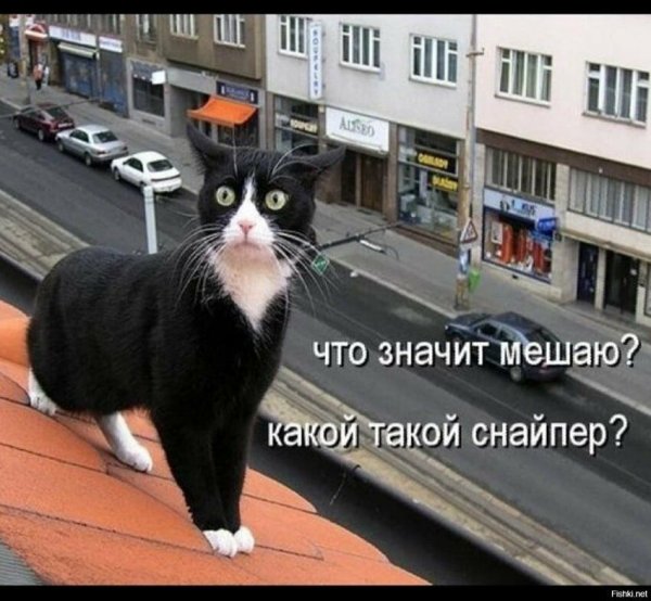 Юмор смешно кот на крыше