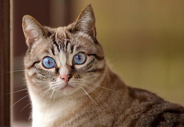Удивленный котэ