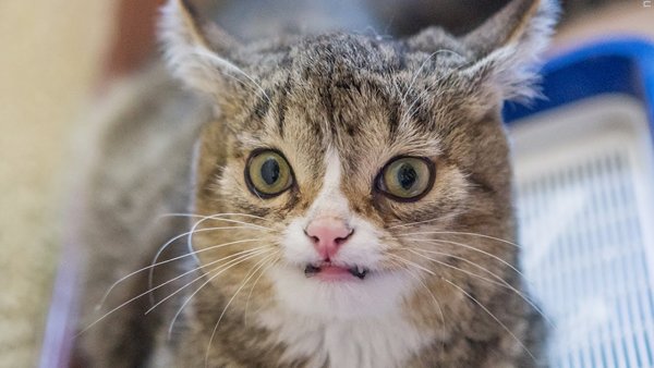 Тупой кот