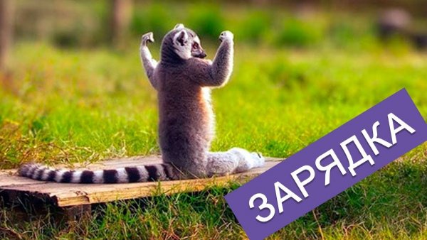 Утренняя зарядка смешное