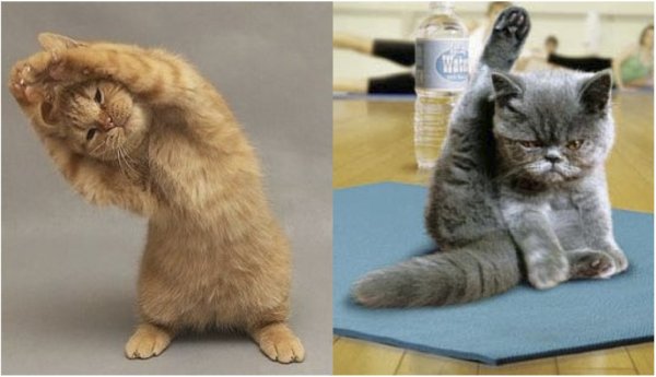 Кот на зарядке
