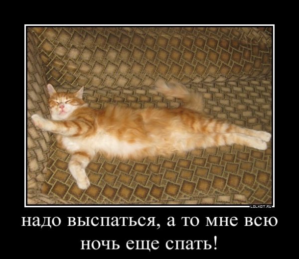 Кот Засоня