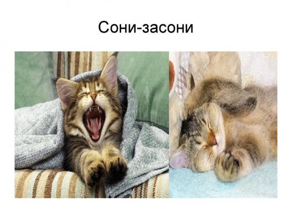 Доброе утро Засоня