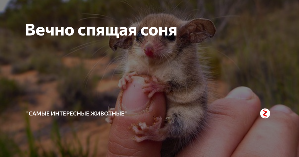 Вечно Сонный