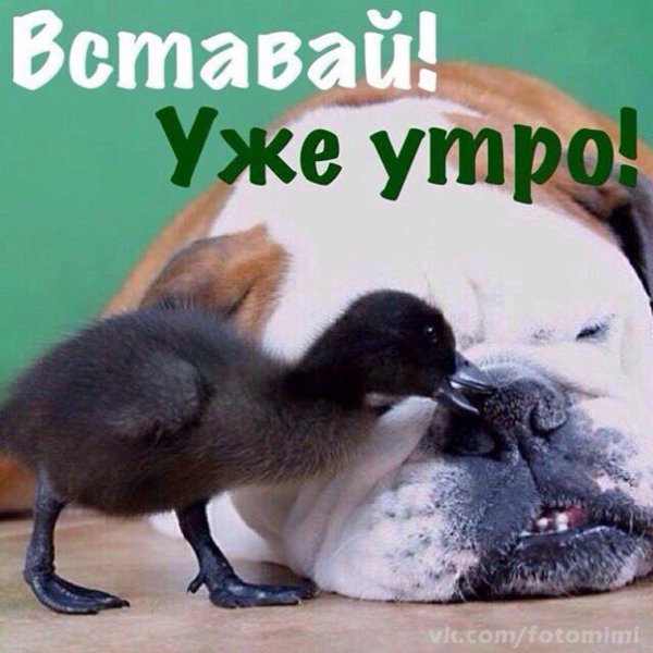 Вставай Соня доброе утро