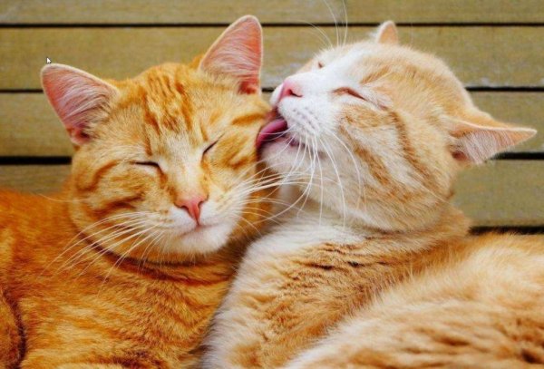 Кошки обнимашки