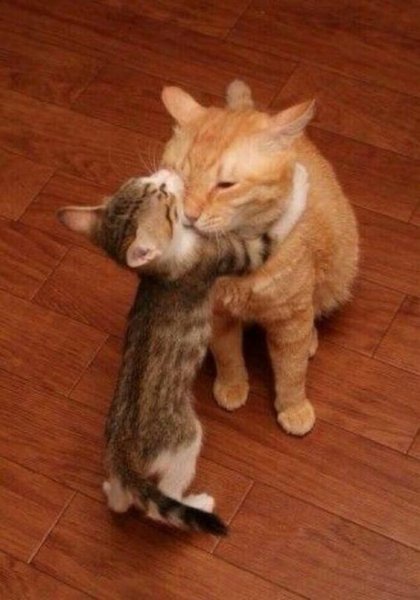 Котенок обнимает