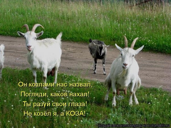 Доброе утро коза