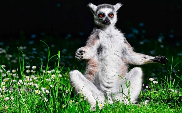 Кошачий лемур узбагойся