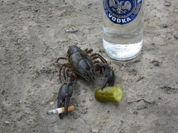Смешной рачок