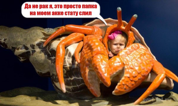 Креветка демотиватор