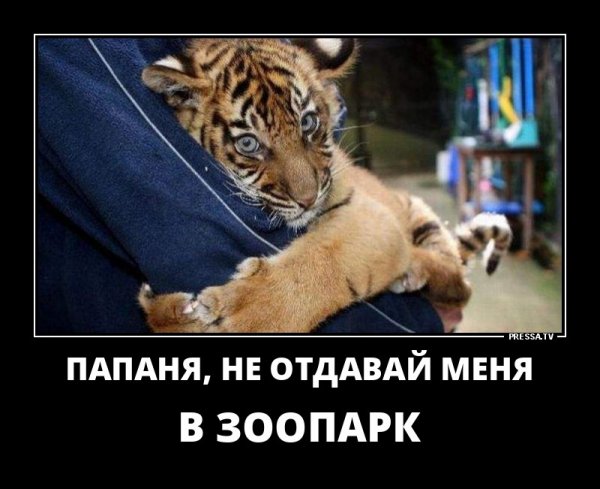 Тигренок скучает