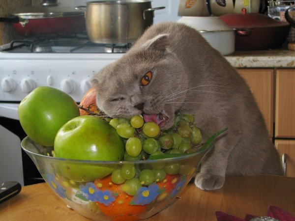 Кошка ест фрукты