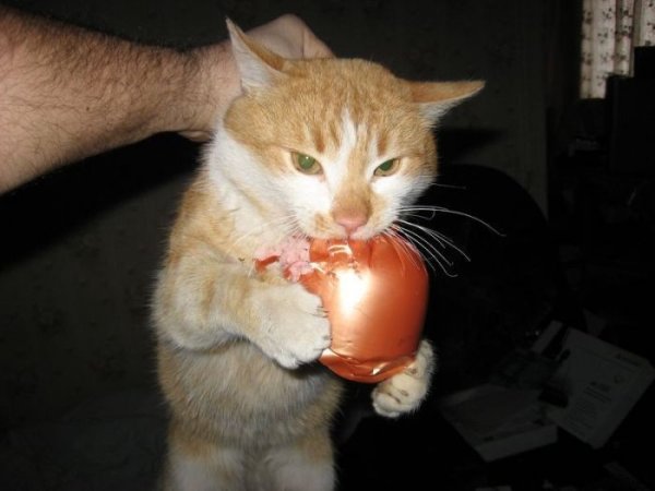 Кот ест колбасу