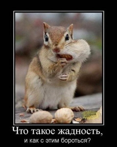 Забавные животные демотиваторы