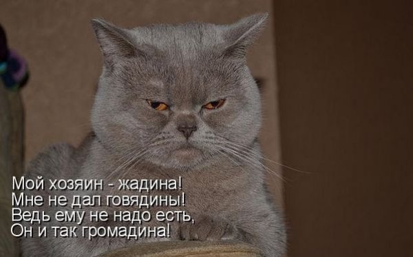 Я жадина говядина