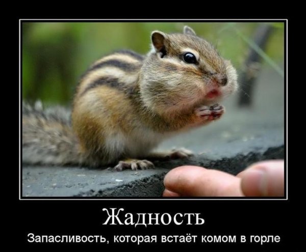 Смешное про жадность
