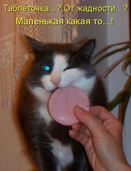 Жадина прикол