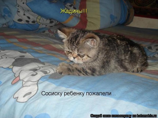 Кот жадина