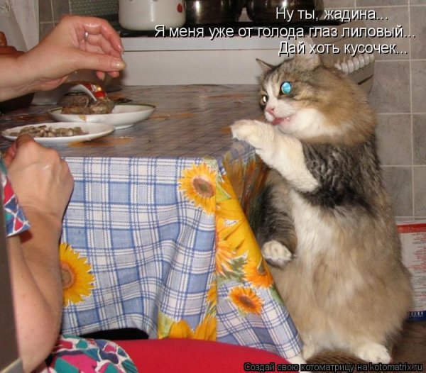 Жадина говядина