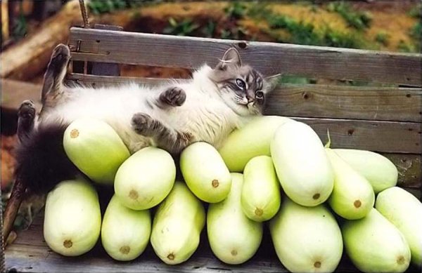 Кот кабачок